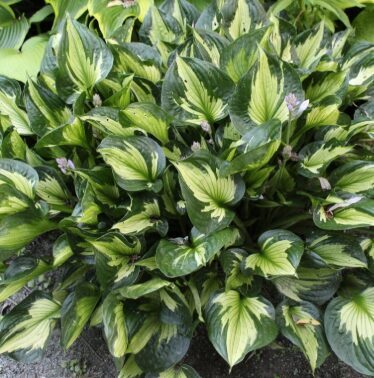Hosta 'Whirlwind' (pieejams no jūnija)